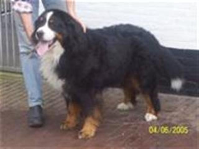 henk