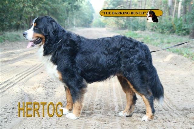 hertog2