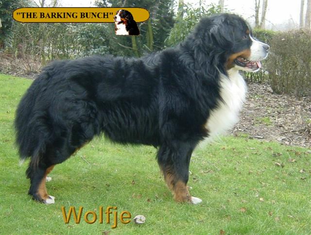 wolfje2