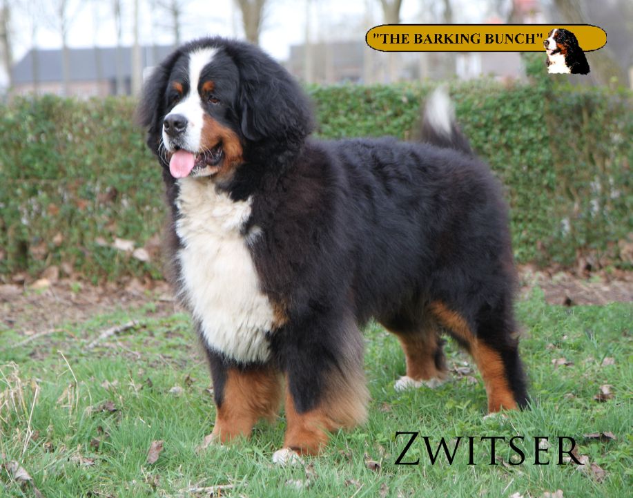 zwitser